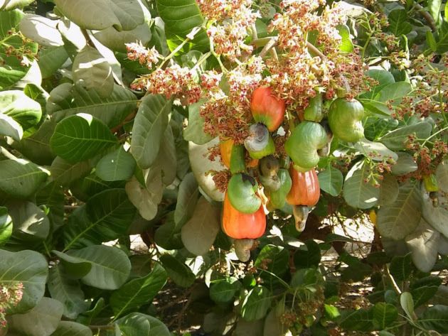 The Gambia: Where Cashews Flower and Fall to the Ground