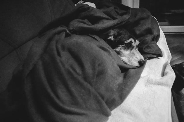 This Photographer Captured Her Dog's Last Days Without Even Realising
