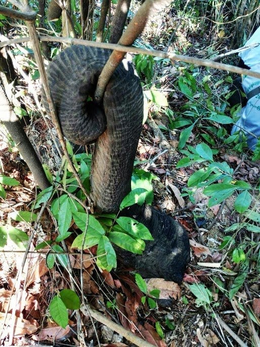 Asian Elephants Killed For Their Skin In Emerging Poaching