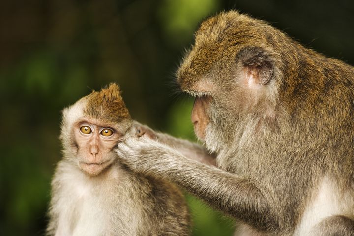 Chinese Scientists Engineer 'Autistic' Monkeys | HuffPost