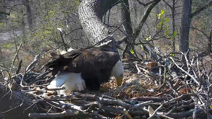 Bald Eagles Hatch On Live Webcam, Capture Hearts Around The World ...