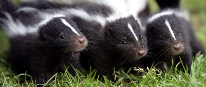 Let This Little Family Convince You How Adorable Skunks Really Are ...