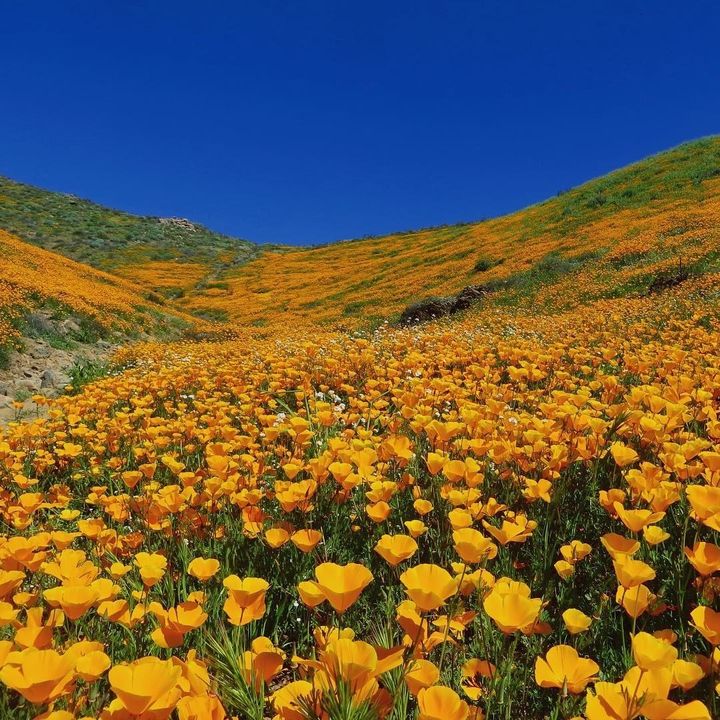 Southern California Flowers In Bloom : Super Bloom Watch: Will the Rare ...