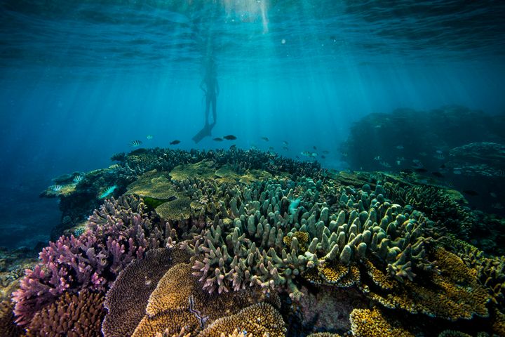 The REAL Cost Of Losing The Great Barrier Reef | HuffPost