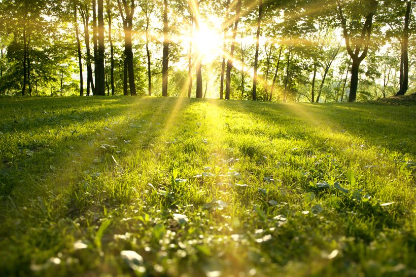 sun through the trees