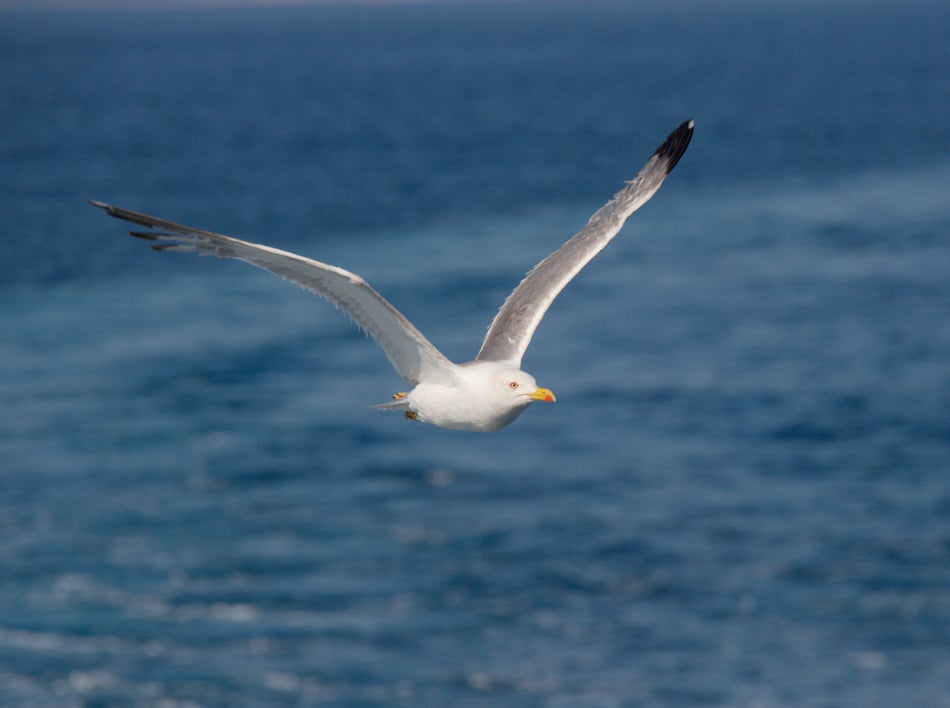 Newly Orange Seagull Rescued After Falling Into Vat Of Tikka Masala ...