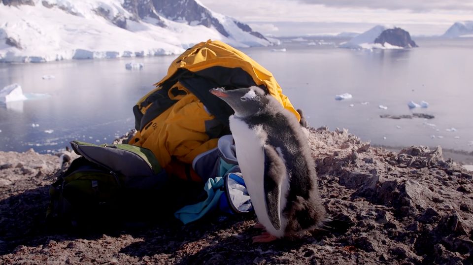 HuffPost UK travelled to Antarctica to see first-hand the effects of climate change.