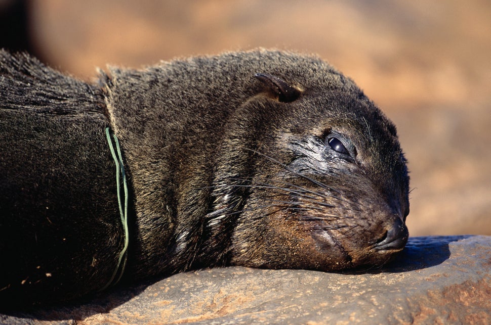 Heartbreaking Photos Show What Your Trash Does To Animals | HuffPost